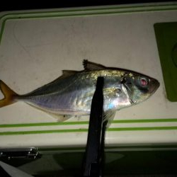 短時間アジング